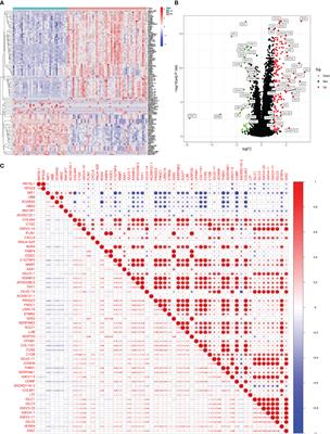 Development and validation of a new diagnostic prediction model of ENHO and NOX4 for early diagnosis of systemic sclerosis